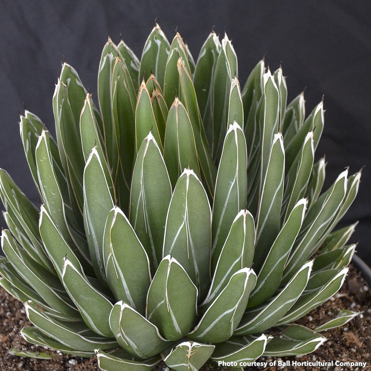 Tight domed agave rosette of dark green leaves outlined in white lines