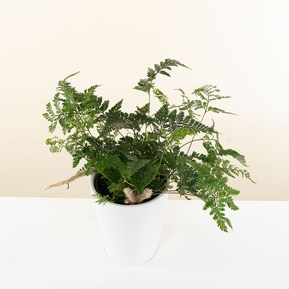 Rabbit's foot fern with fine green fronds and fuzzy brown rhizomes over a grey ceramic pot