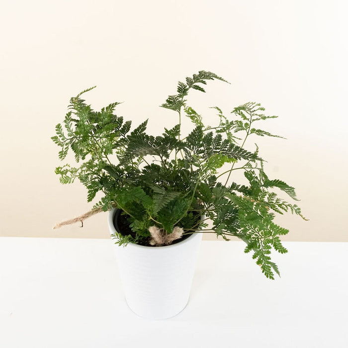 Rabbit's Foot Fern 'Wooly Tassel'