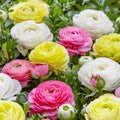 Mixed ranunculus flowers with layered petals in pink, orange, yellow and white