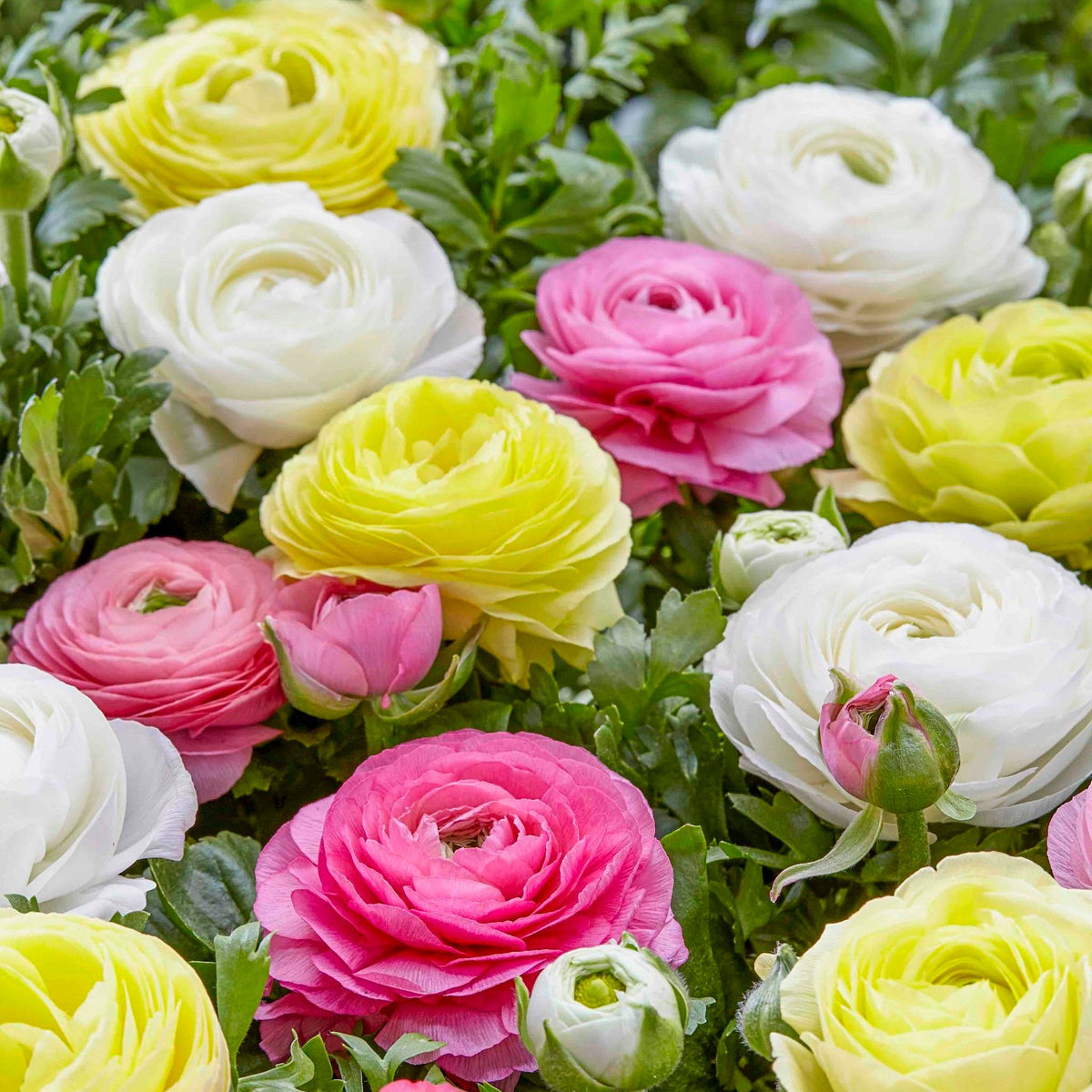 Mixed ranunculus flowers with layered petals in pink, orange, yellow and white
