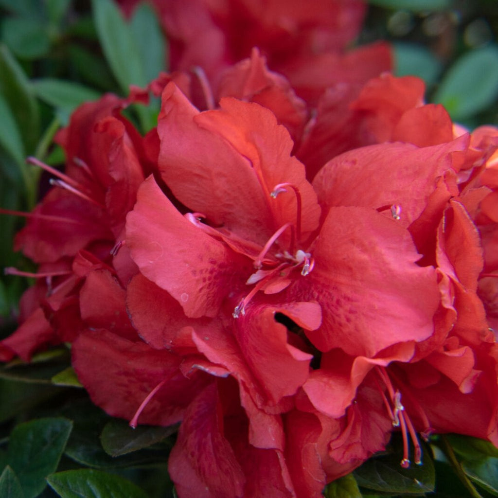 Azalea covered in deep ruby-red flowers (view 2)