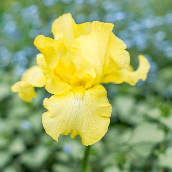 Reblooming Bearded Iris 'Harvest of Memories'
