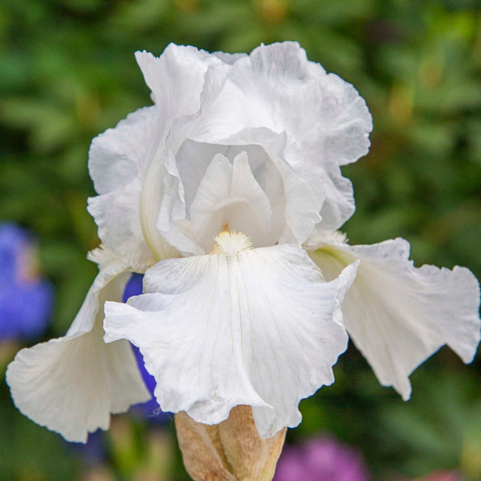 Reblooming Bearded Iris 'Immortality'