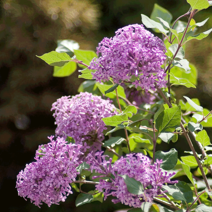 Reblooming Lilac 'Purple'