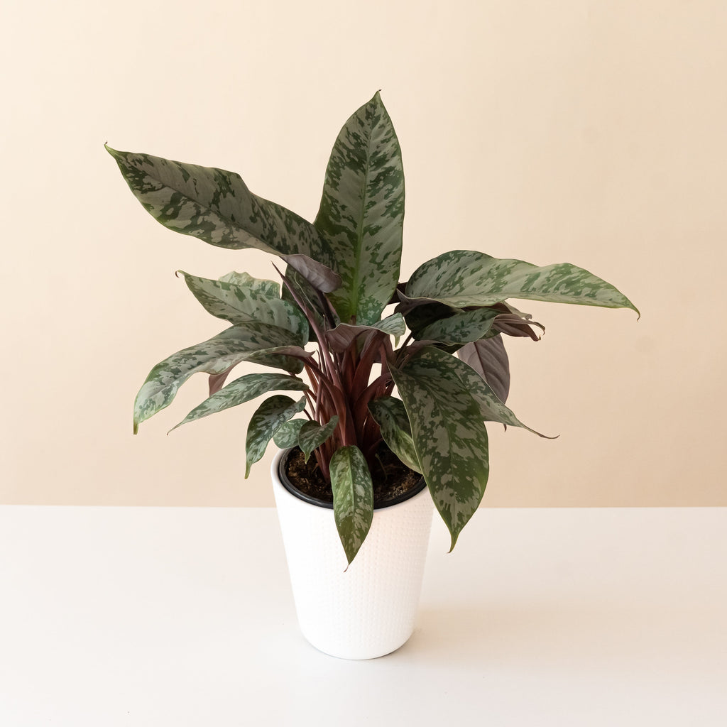 Plant with sword-shaped silver-patterned leaves and burgundy stems