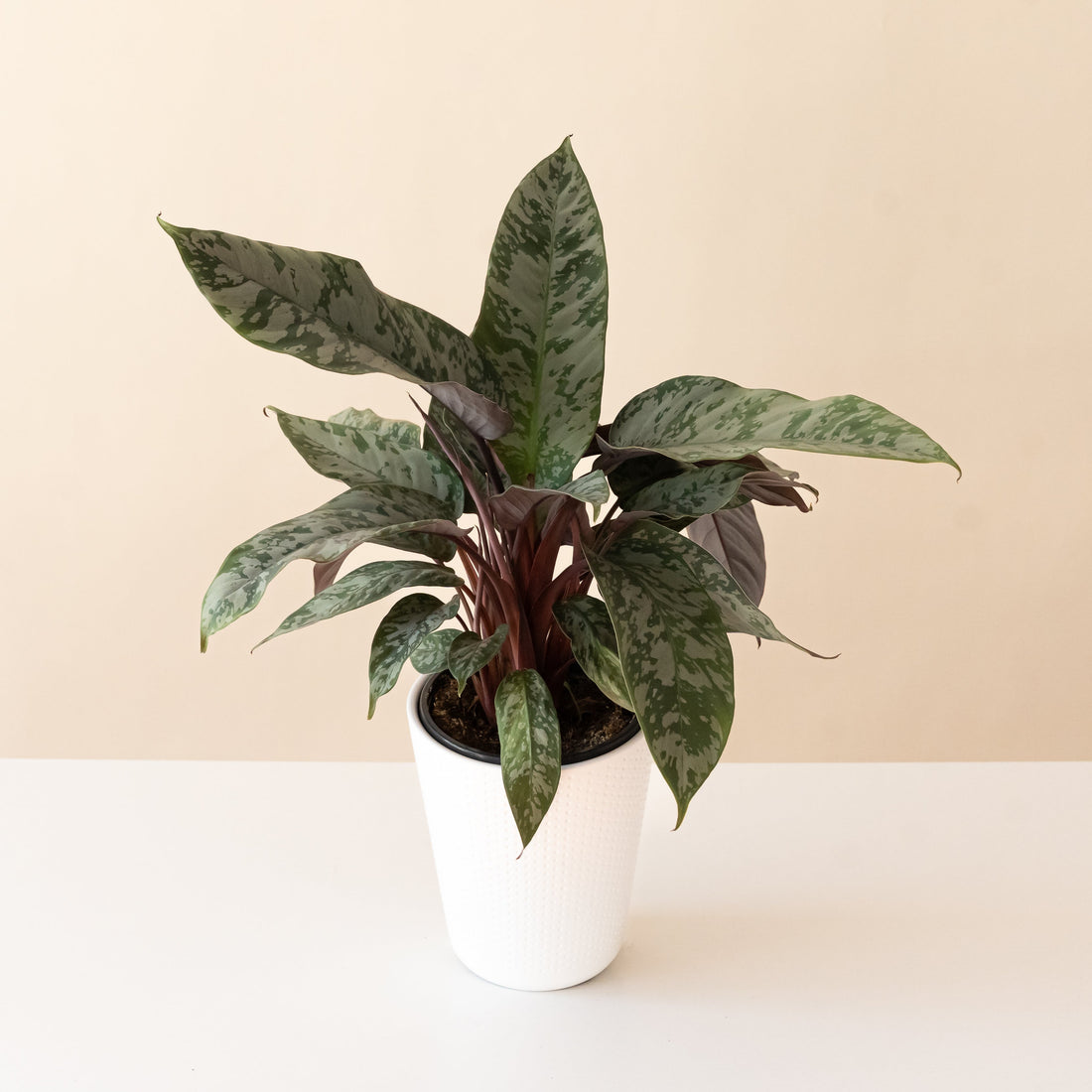 Plant with sword-shaped silver-patterned leaves and burgundy stems