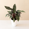 Plant with sword-shaped silver-patterned leaves and burgundy stems