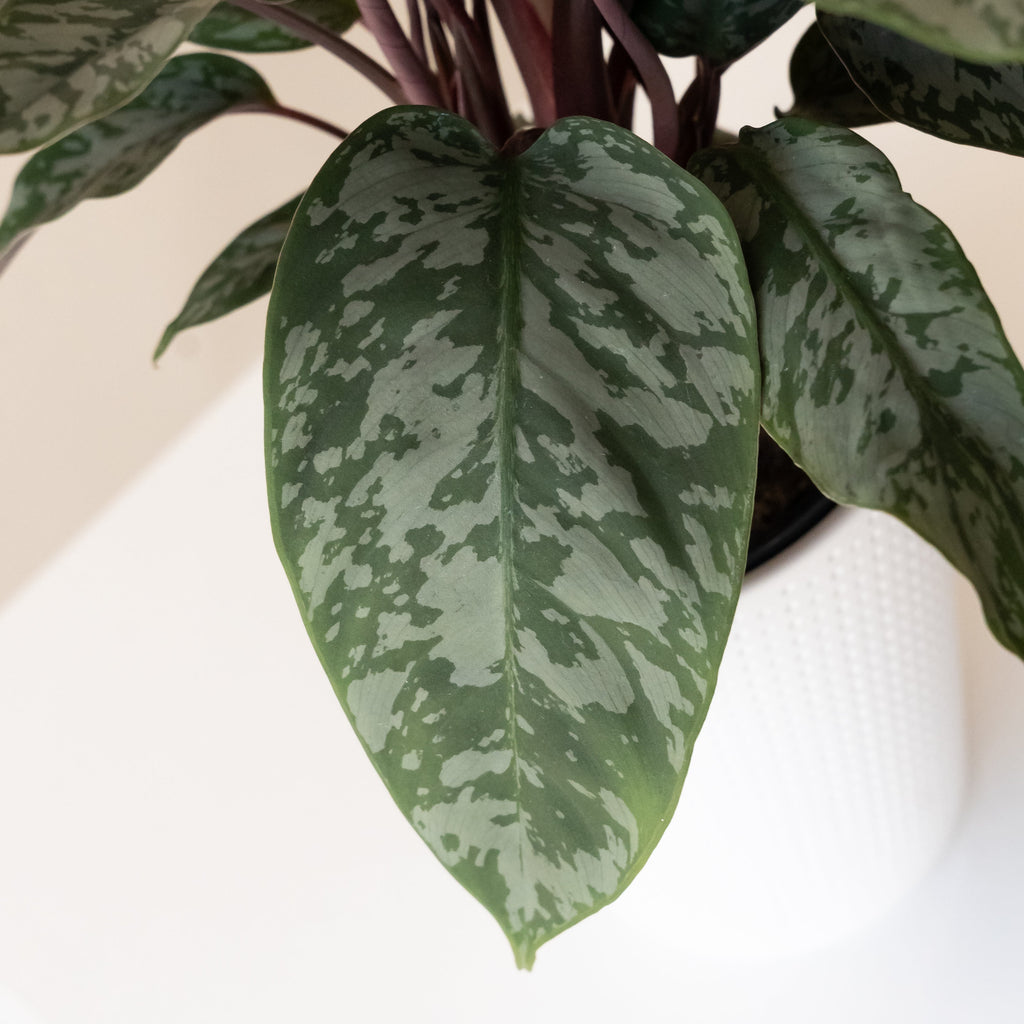 Red Sword Plant 'Opulence', view 2