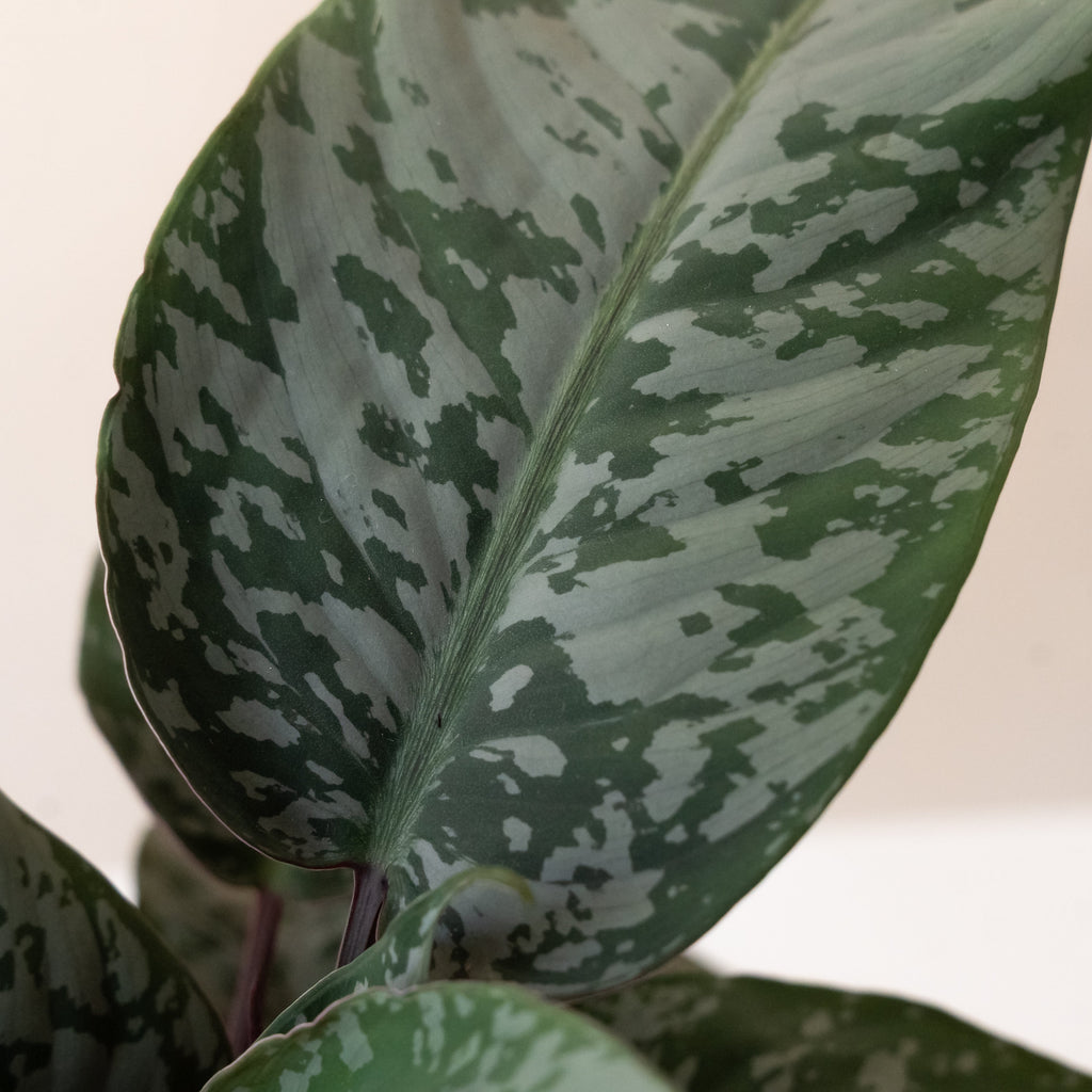 Red Sword Plant 'Opulence', view 3