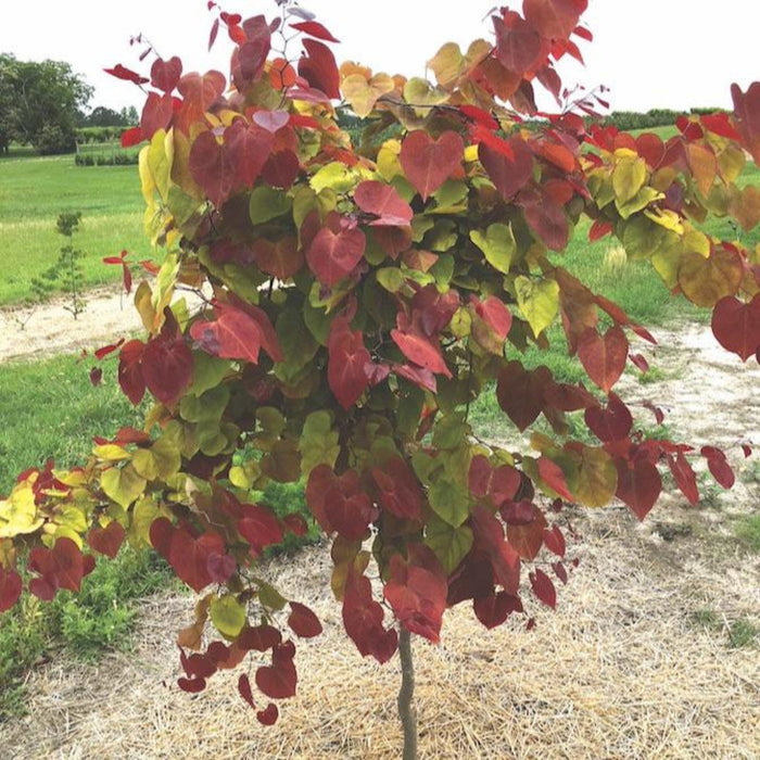 Redbud 'Flame Thrower'