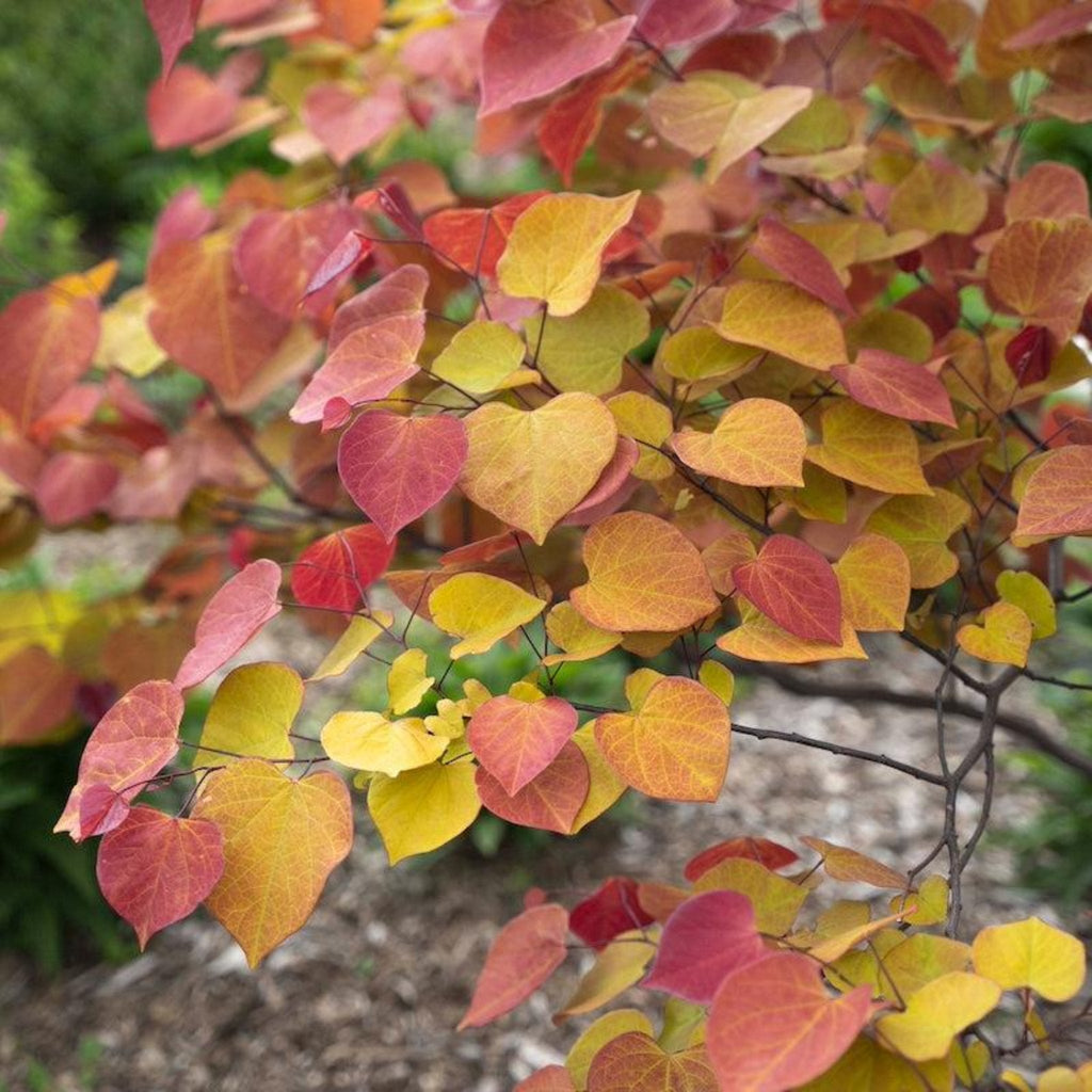 Redbud tree with heart-shaped leaves in burgundy, orange and yellow (view 2)