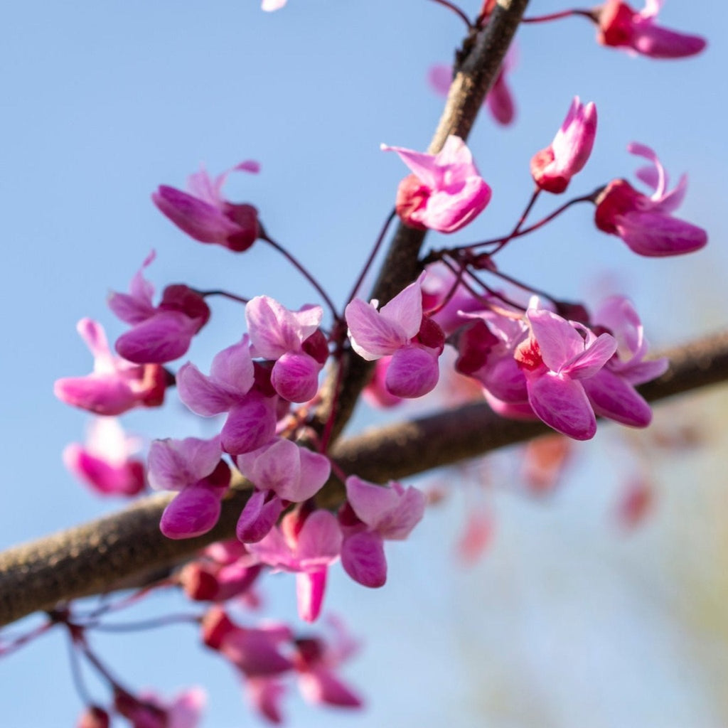 Redbud tree with heart-shaped leaves in burgundy, orange and yellow (view 3)