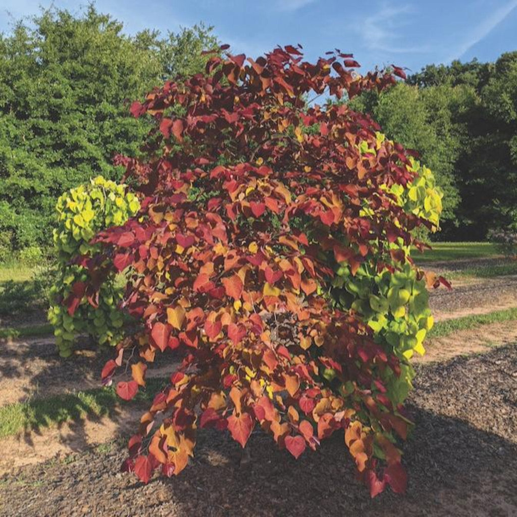 Redbud tree with heart-shaped leaves in burgundy, orange and yellow (view 4)