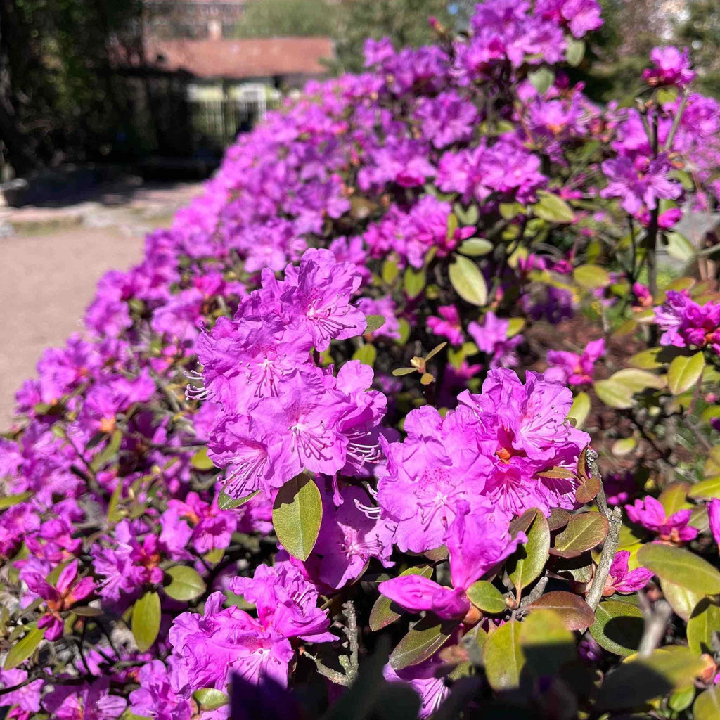 Compact rhododendron covered in purple-pink flower clusters (view 2)