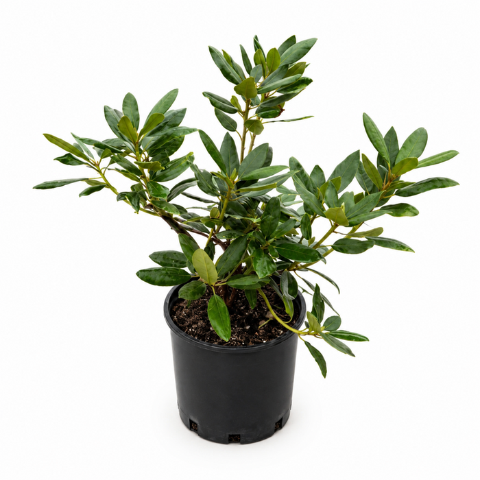 Rhododendron 'Roseum Elegans'
