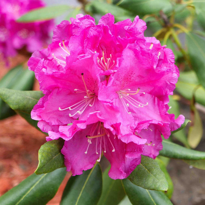 Rhododendron 'Roseum Pink'