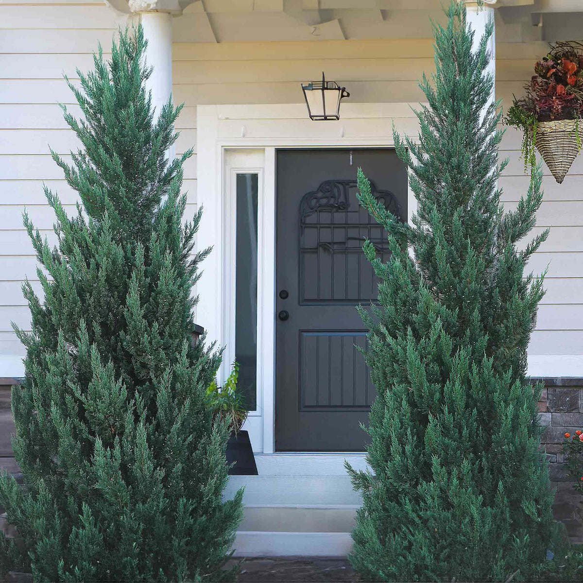 Upright silver-blue juniper with dense, scaly foliage in a pyramidal shape
