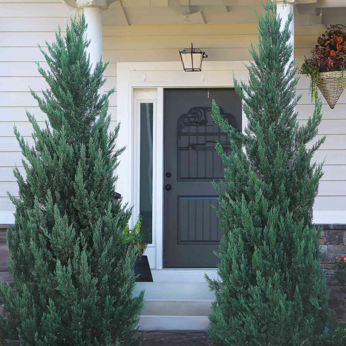 Rocky Mountain Juniper 'Moonglow'