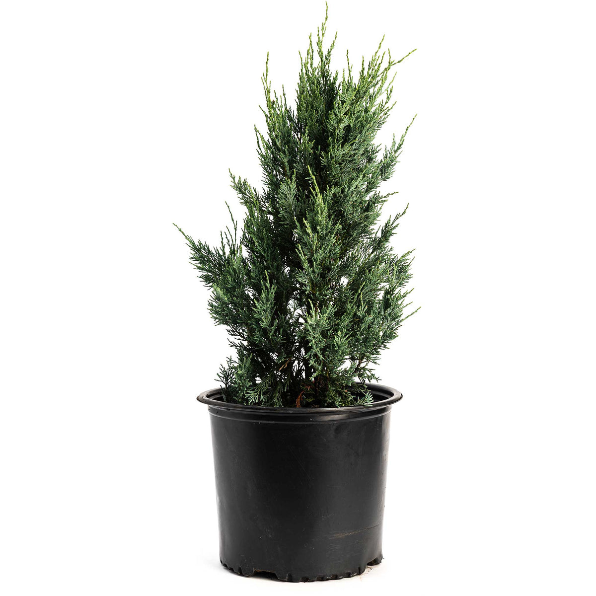 Upright silver-blue juniper with dense, scaly foliage in a pyramidal shape (view 2)