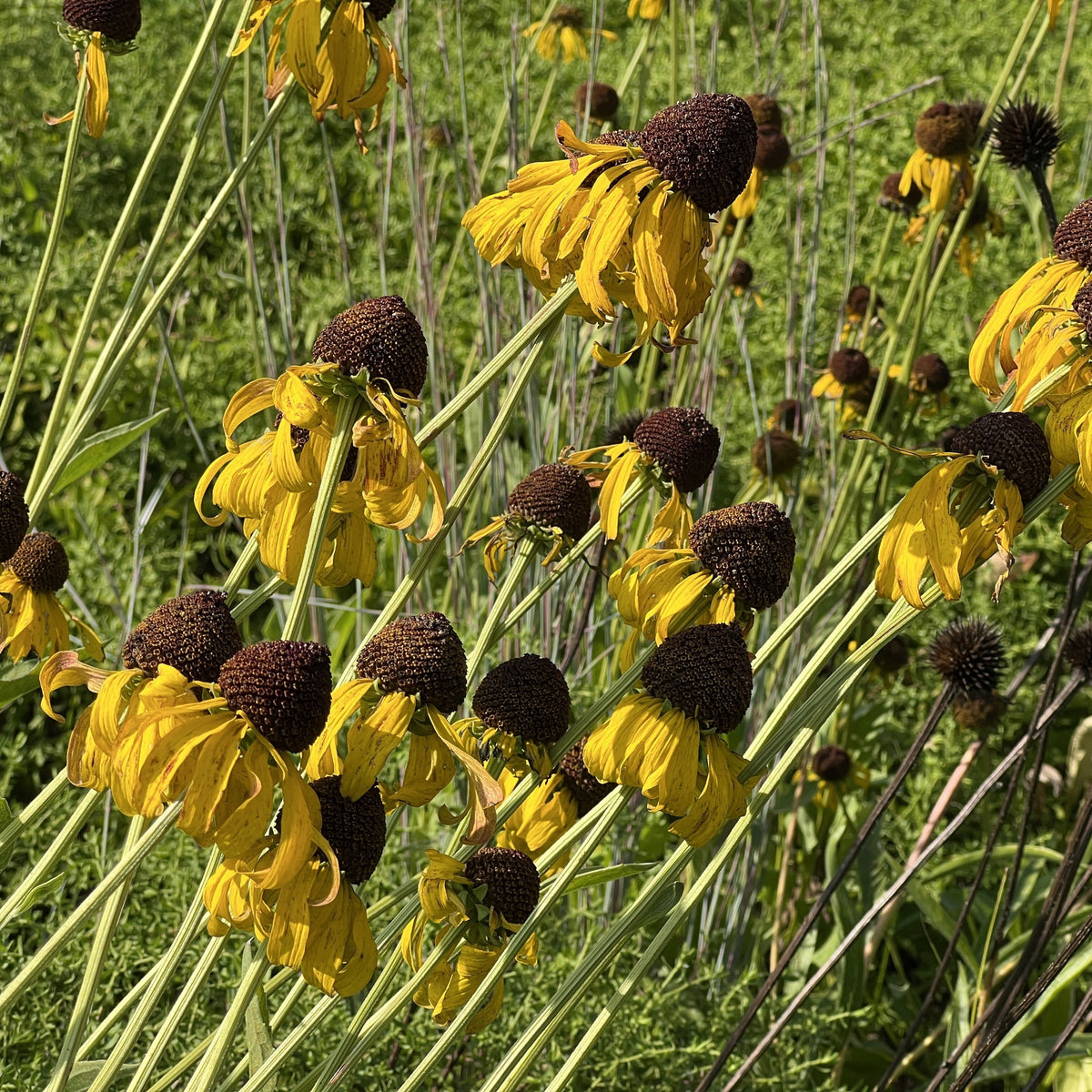 Rough coneflower with drooping yellow petals around dark brown cones on tall stems