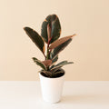 Rubber plant with glossy leaves variegated pink, cream and dark green