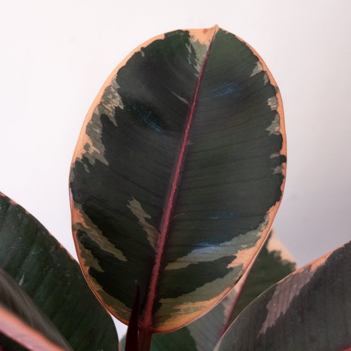 Rubber Plant 'Belize', view 2