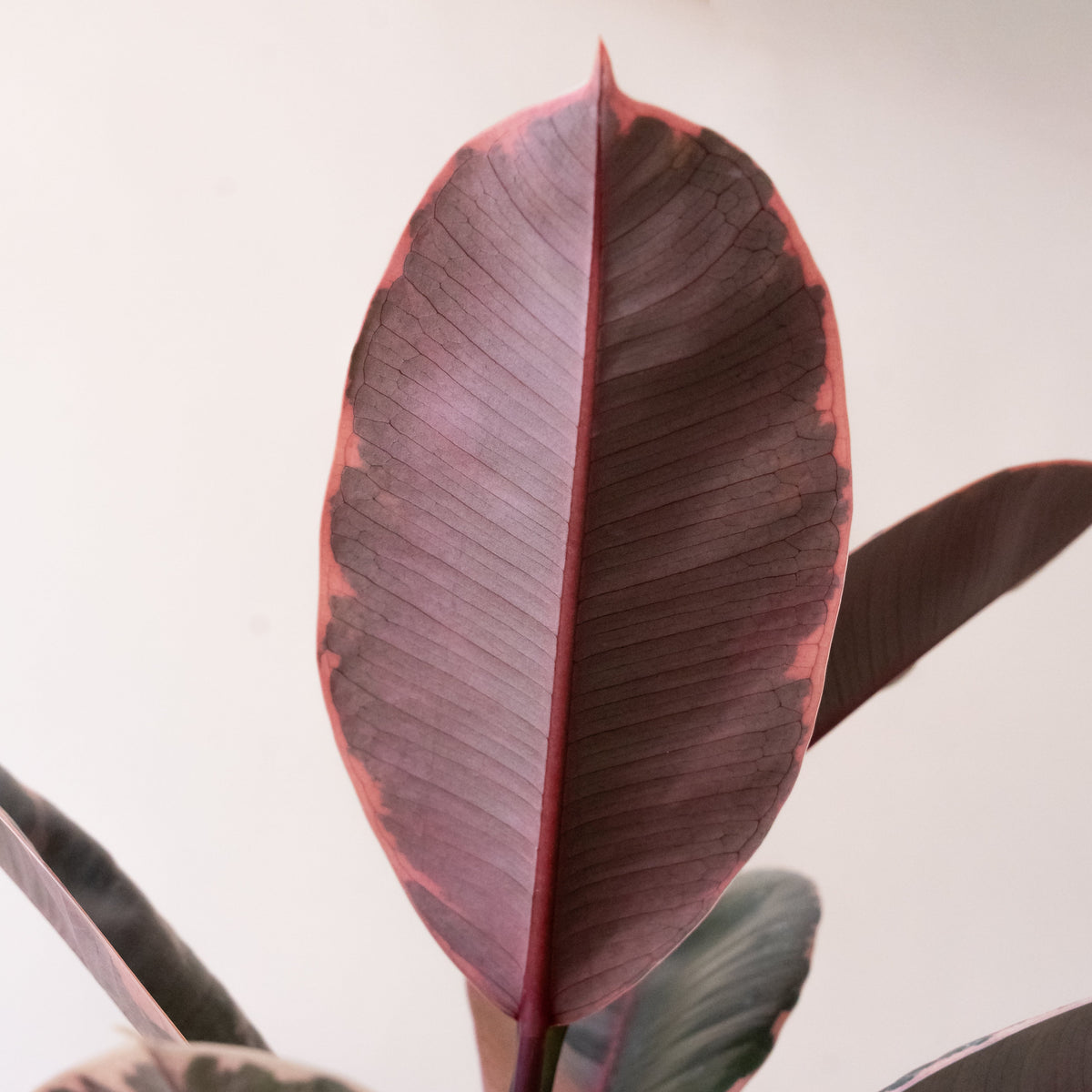 Rubber Plant 'Belize', view 3