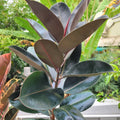 Rubber plant with glossy dark burgundy leaves