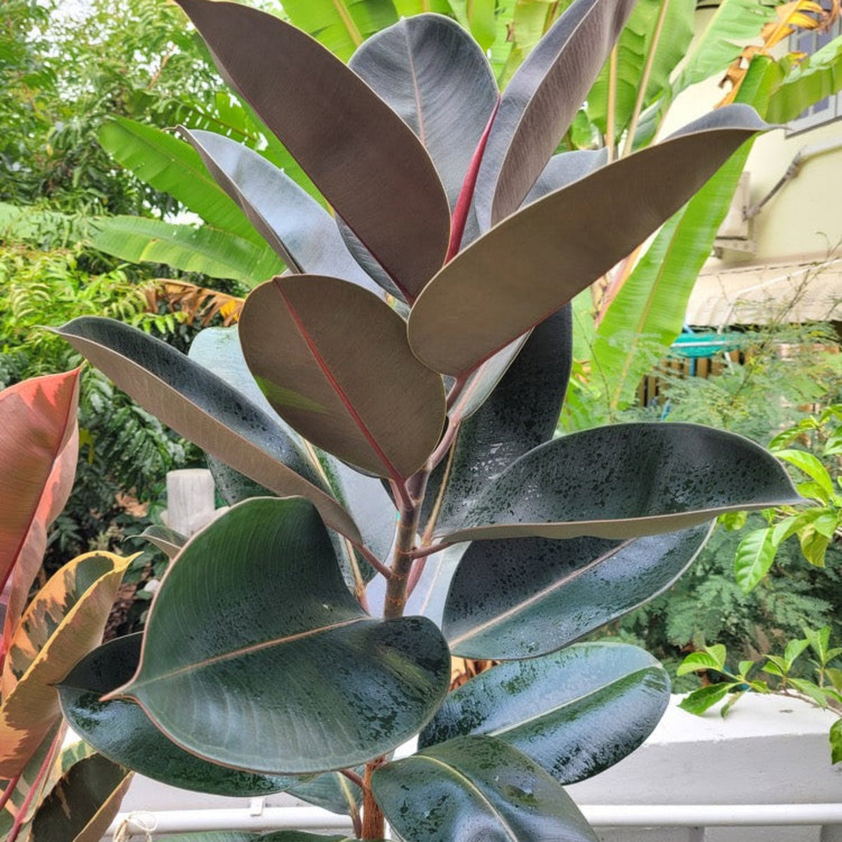 Rubber plant with glossy dark burgundy leaves