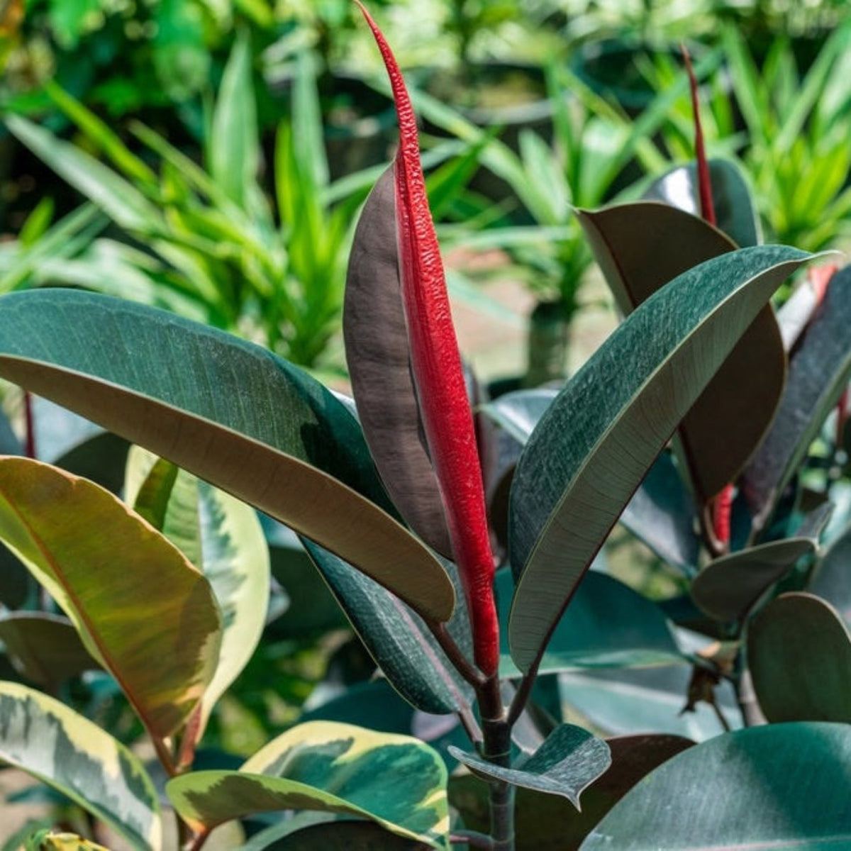 Rubber plant with glossy dark burgundy leaves (view 2)