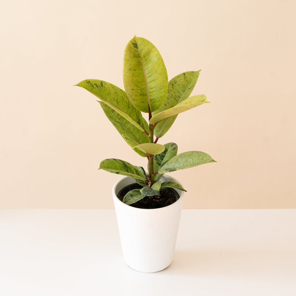 Rubber plant with glossy leaves splattered cream and green on red stems