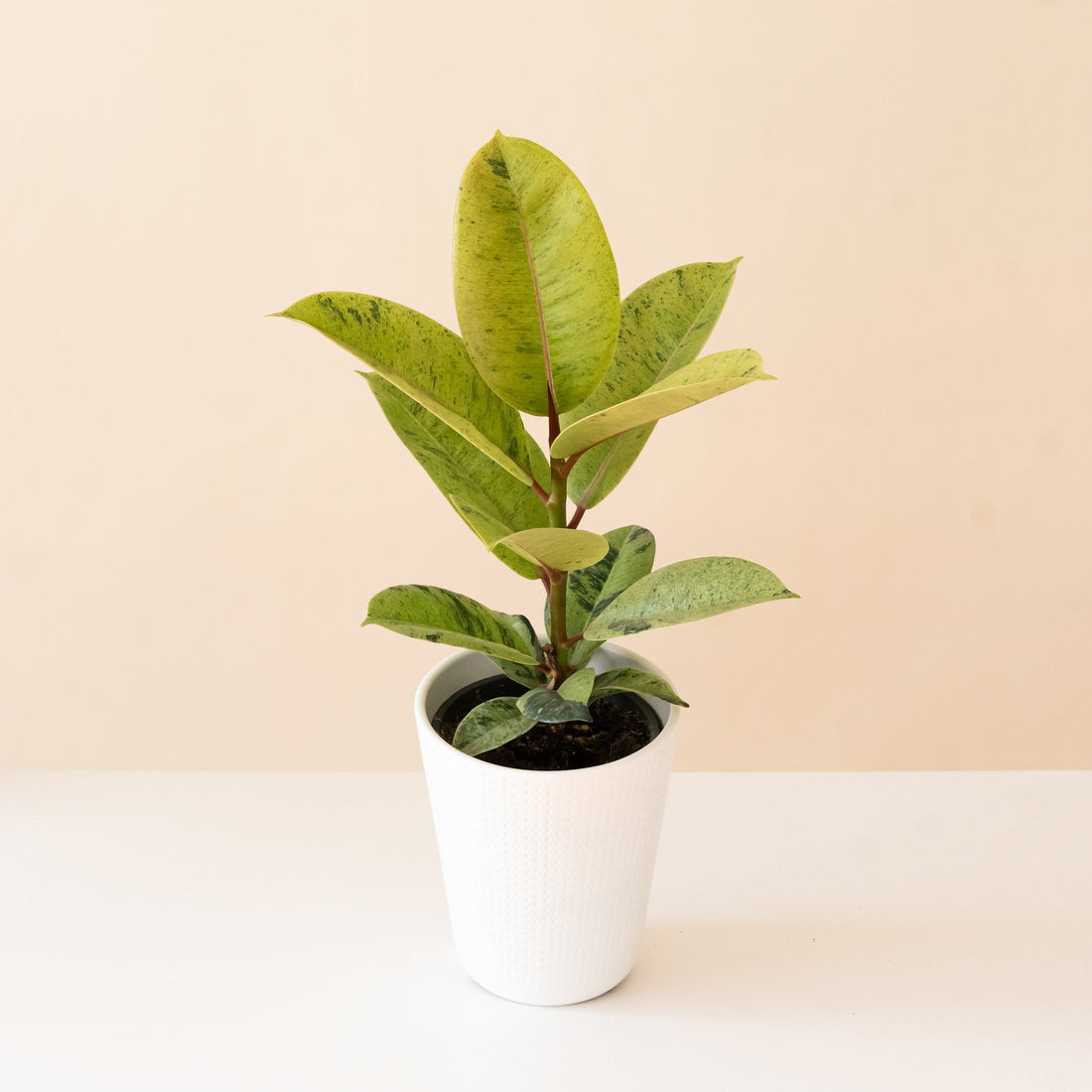Rubber plant with glossy leaves splattered cream and green on red stems