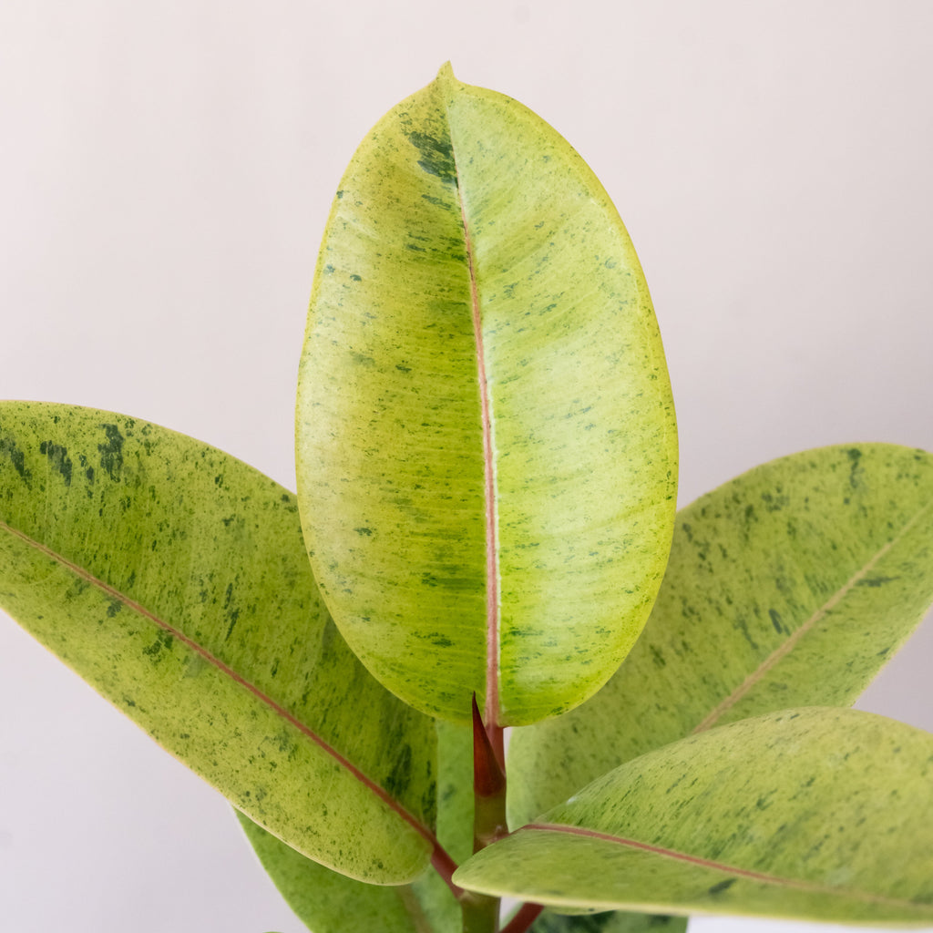 Rubber Plant 'Ghost Rider', view 2