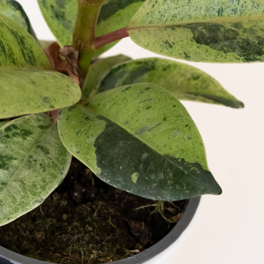 Rubber Plant 'Ghost Rider', view 3
