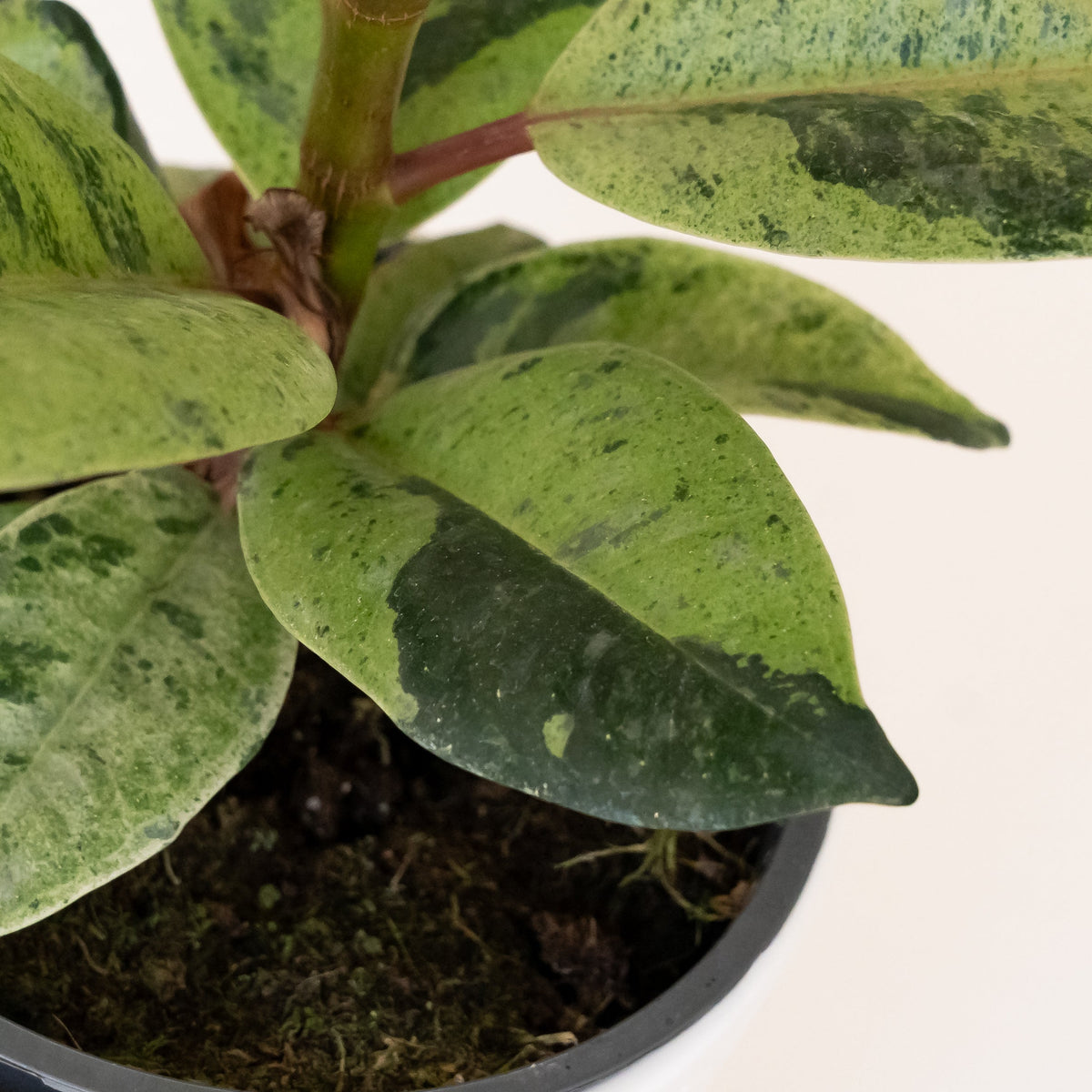Rubber Plant 'Ghost Rider', view 3