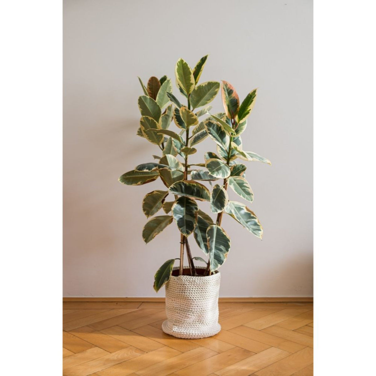 Rubber plant with cream, green and pink variegated leaves