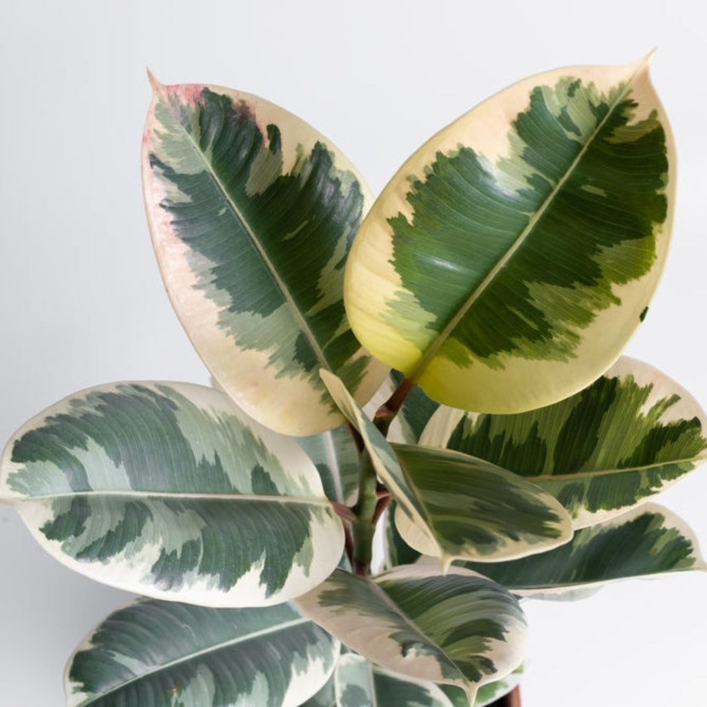 Rubber plant with cream, green and pink variegated leaves (view 2)