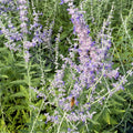 Silver-stemmed Russian sage covered in a haze of lavender-blue flowers