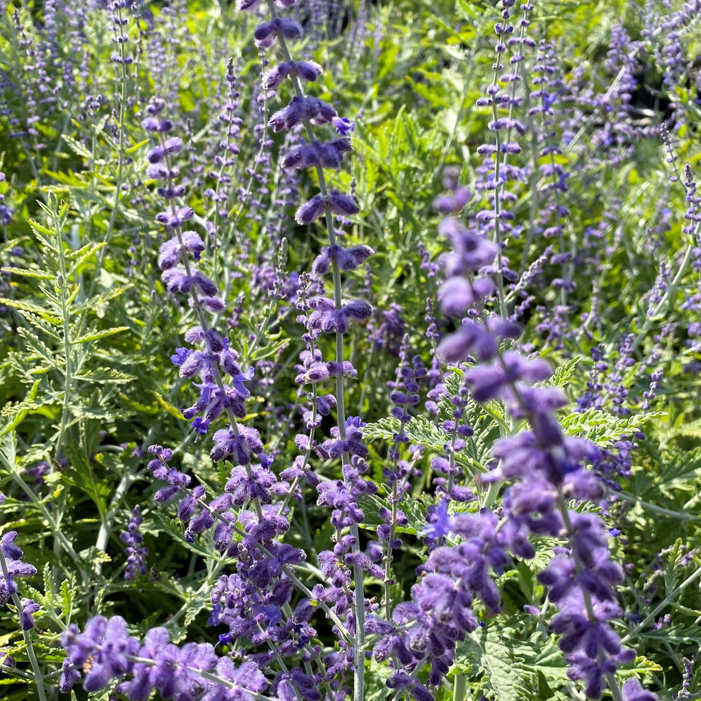 Silver-stemmed Russian sage covered in a haze of lavender-blue flowers (view 2)