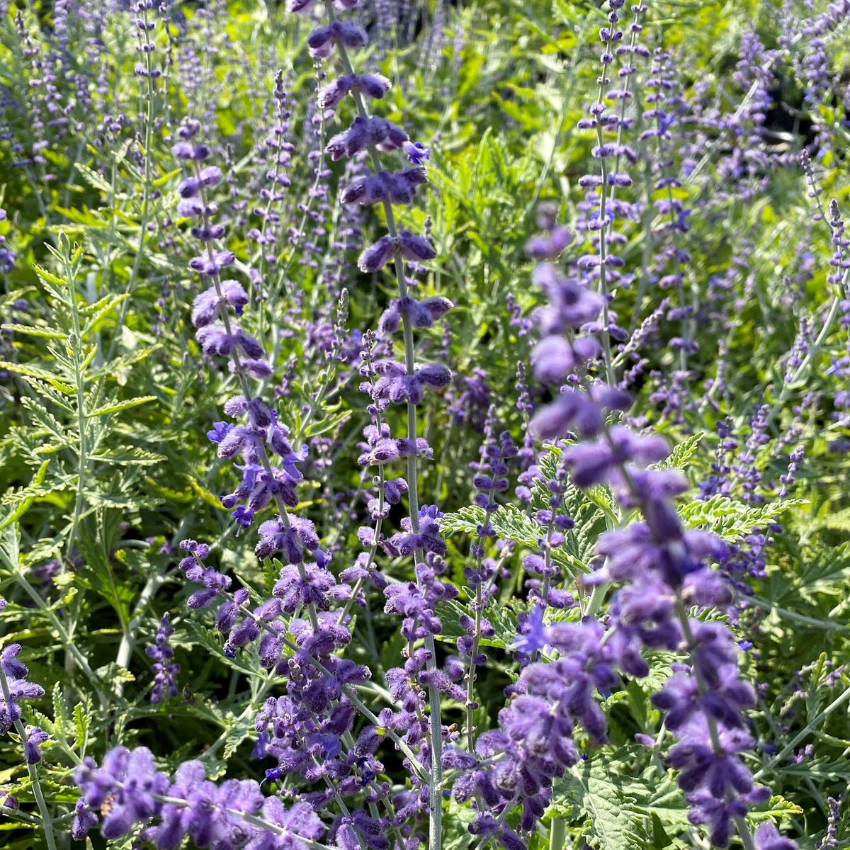 Silver-stemmed Russian sage covered in a haze of lavender-blue flowers (view 2)