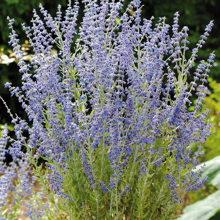 Russian Sage 'Little Spire'