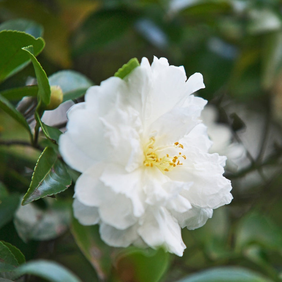 Upright camellia with glossy dark green leaves and pink flowers