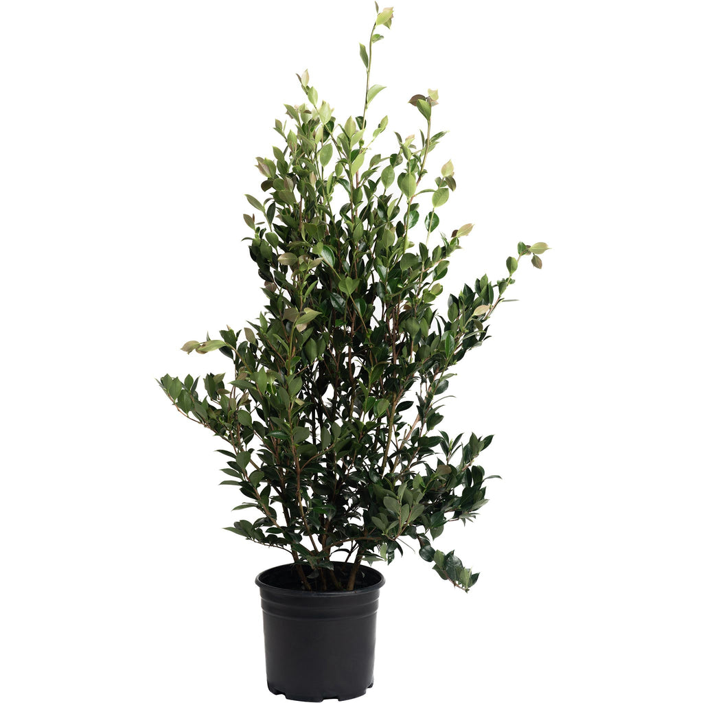 Upright camellia with glossy dark green leaves and pink flowers (view 2)