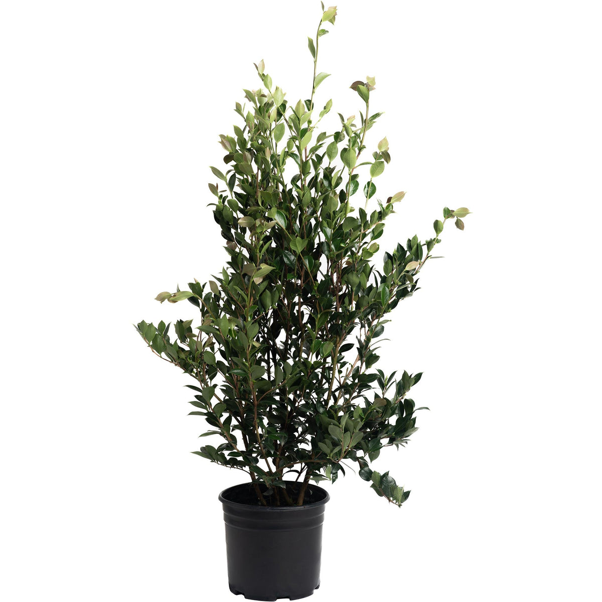 Upright camellia with glossy dark green leaves and pink flowers (view 2)