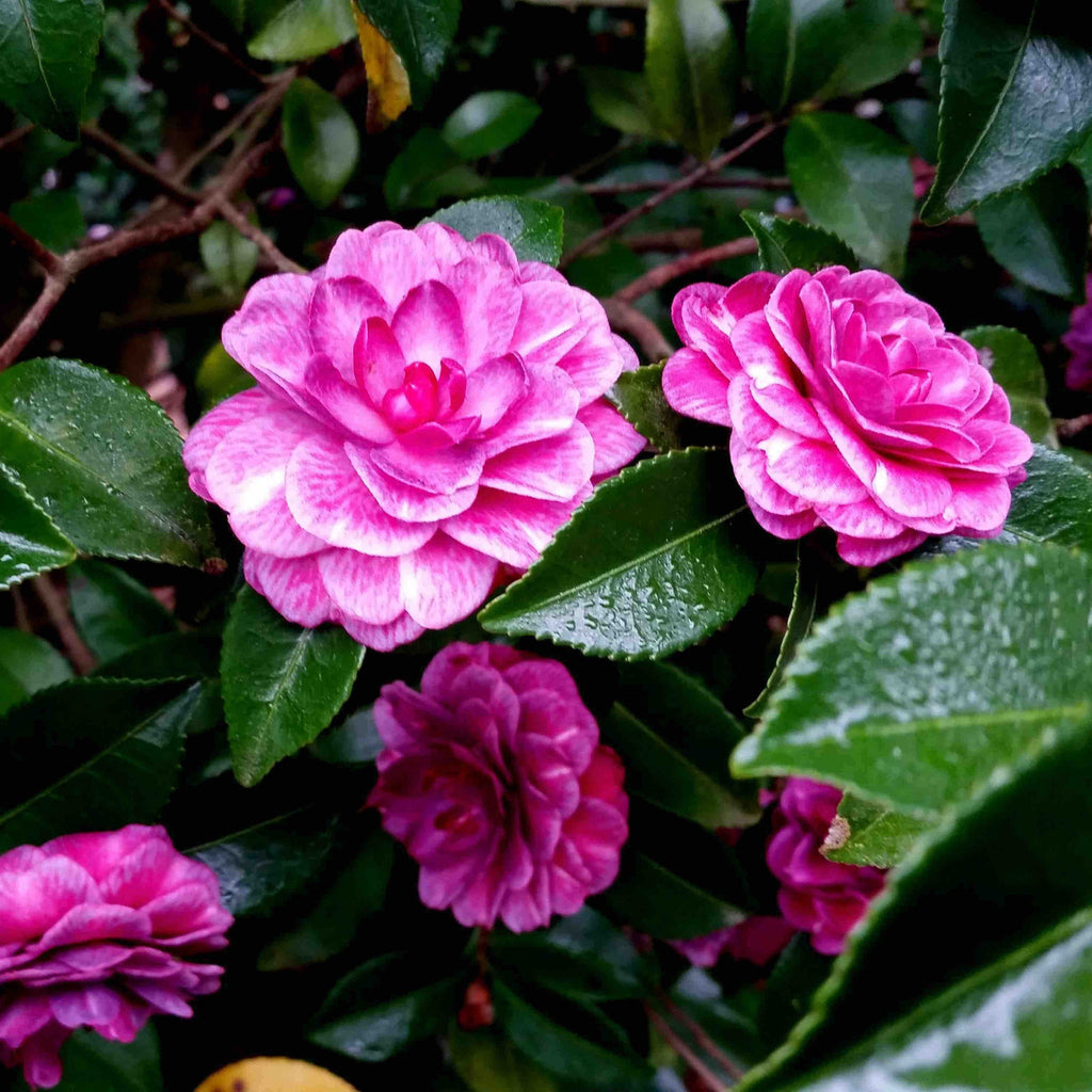 Camellia with lavender-pink semi-double flowers and glossy dark leaves