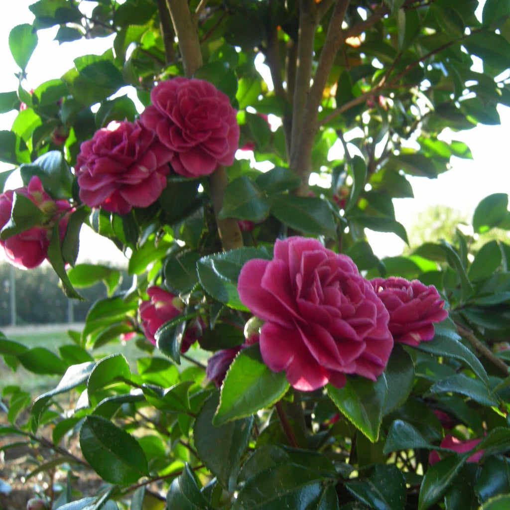 Camellia with lavender-pink semi-double flowers and glossy dark leaves (view 2)