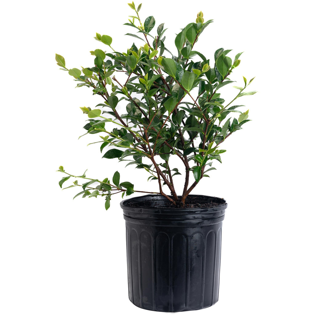 Camellia with lavender-pink semi-double flowers and glossy dark leaves (view 3)