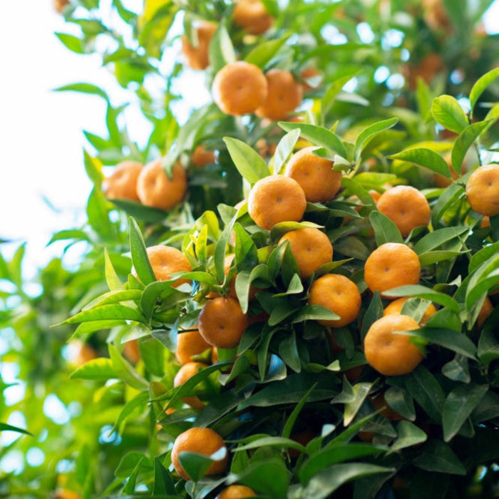 Satsuma Mandarin 'Owari'