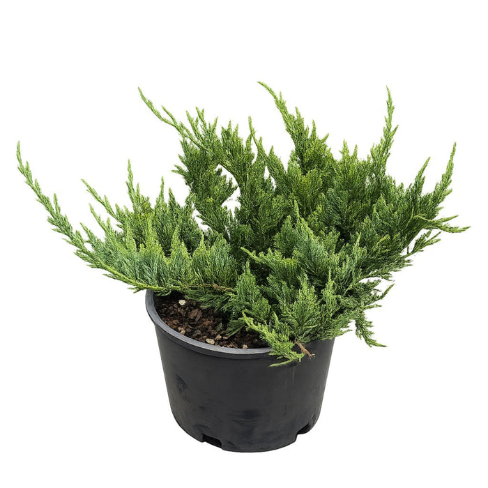 Savin Juniper 'New Blue Tam'